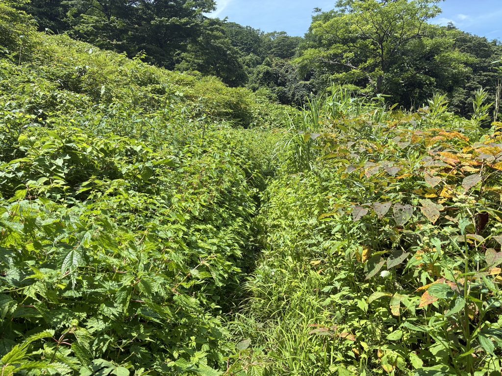 医王山　獣道