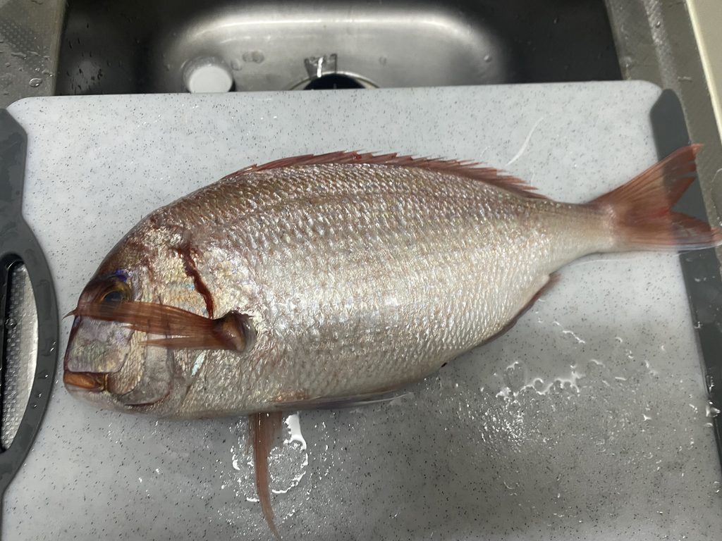 港の直売所で購入した鮮魚