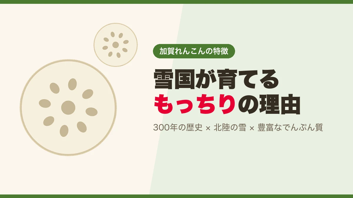 雪国の気候が加賀れんこんのもっちりした食感を生む理由を説明する図解