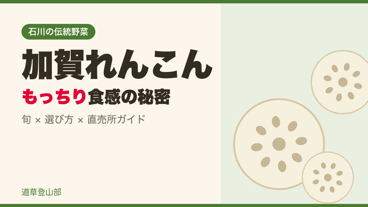 石川県の伝統野菜である加賀れんこんの輪切りイラストとキャッチコピー